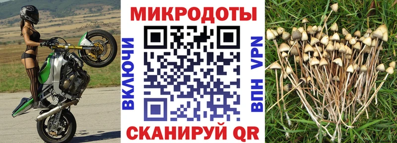 Галлюциногенные грибы GOLDEN TEACHER  Апшеронск 